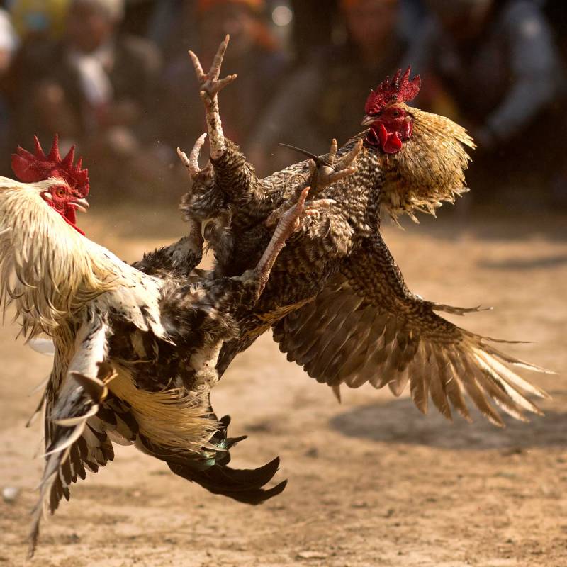 Chọn game đá gà dễ chơi