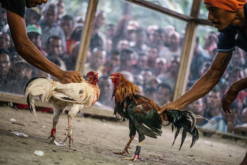 Đá gà: Tinh hoa văn hóa dân gian